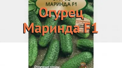 Огурец Маринда F1, 10шт., ЦП, Евро семена купить в по цене 52 ₽ рублей