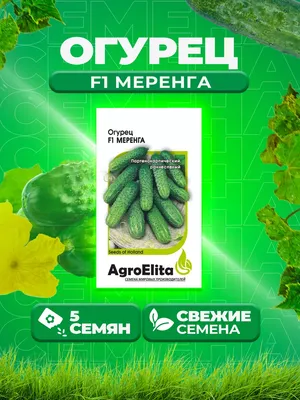 Купить семена огурца Меренга F1 (Seminis, Голландия) почтой | «ФАЗЕНДА»