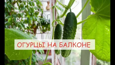 Огурцы на грядке без особых забот - YouTube