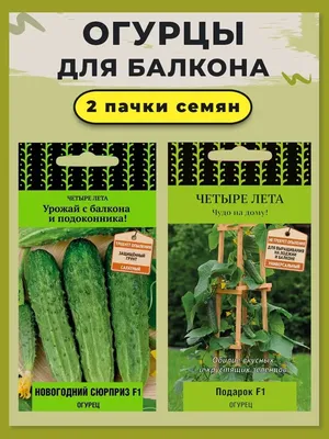 Выращивание огурцов дома. Как быстро вырастить огурцы на подоконнике или  балконе?