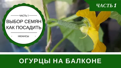 Огород.ru - Подвязка огурцов (БАЛКОН) 🥒 Лестница-шпалера.... | Facebook