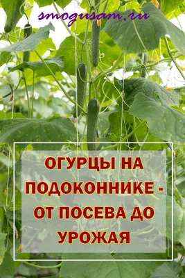 Почему на балконе не созревают огурцы?: Общество: Облгазета