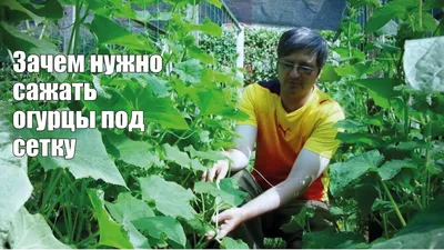 Огурцы на сетке в теплице - выращивание, виды сеток и как их установить,  фото и видео