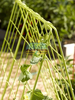 В саду, огурцы выращивают через сетку Стоковое Фото - изображение  насчитывающей огурец, огурцы: 166398130