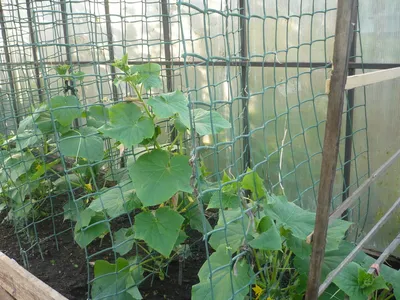 Выращивание огурцов на шпалере в открытом грунте: советы и рекомендации |  Огородные шпаргалки | Дзен