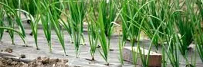 Выращивание овощей на агроволокне: важные нюансы и полезные рекомендации