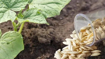 Когда сажать огурцы семенами в открытый грунт в 2022 году: советы по посеву  и уходу