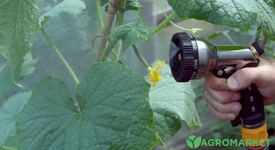 Выращивание огурцов на агроволокне: советы от Agro-Market