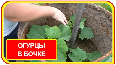 Как посадить огурцы в бочку - Agro-Market