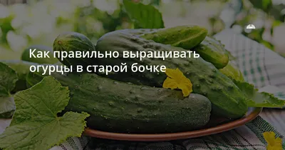 Выращиваем огурцы в бочках и получаем урожай до заморозков | Посиделки у  самовара | Дзен