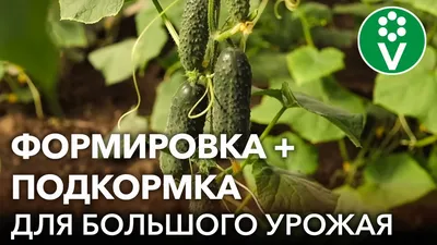 Какие огурцы лучше высаживать в теплице из поликарбоната?