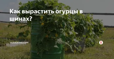 Как вырастить огурцы в шинах? | Vusadebke | Дзен