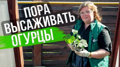 Желтые пятна на листьях огурцов: что делать, почему появляются, чем лечить  и обрабатывать в теплице и открытом грунте