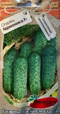 Семена Огурец F1 Веселые соседи ®: описание сорта, фото - купить с  доставкой или почтой России