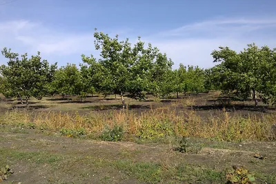 9-летний ореховый сад со схемой посадки 8Х10 — портал Ореховод