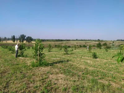 Житель Курской области разбил первый в регионе ореховый сад | Друг для  друга Курск | Дзен