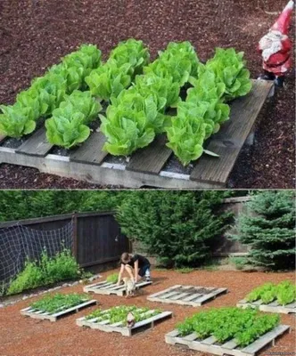100 лучших идей для сада, дачи и огорода своими руками на фото | Огород, Интересные  идеи для сада, Сад