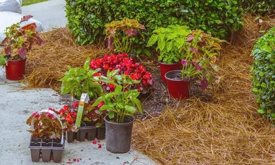 Работы в саду: новогодние идеи для сада своими руками - Agro-Market