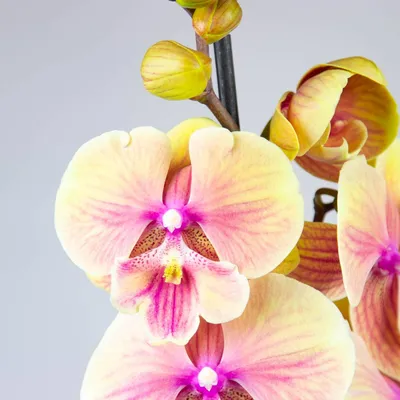 Орхидея биг лип фото фото