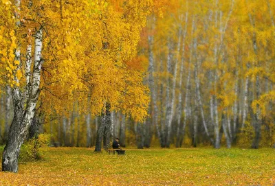 Береза осенью (59 фото) - 59 фото