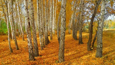 березы осенью стоковое изображение. изображение насчитывающей ярко -  232842681