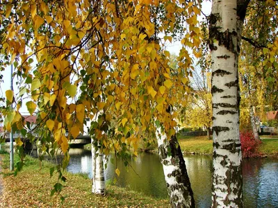 Осень наступила , листопад, осенние …» — создано в Шедевруме