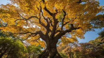Осенний дуб | Я и мои увлечения