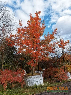 Осенний дуб» — создано в Шедевруме