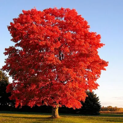 Продажа картины Осенний дуб