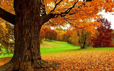 Осенний дуб - фото и картинки: 44 штук