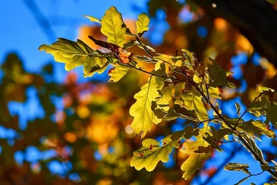 Autumn oak. | Осенний дуб. | Алексей Федосеенко | Flickr