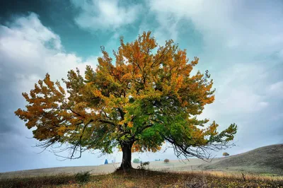 Осенний дуб / Осенний дуб / Фотография на PhotoGeek.ru