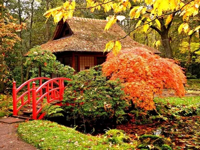 Осенний сад / фото