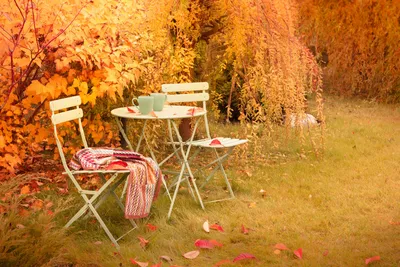 Осенний сад | Пикабу