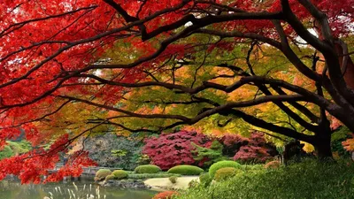 Осенний сад: деревья и кустарники - Экспочел
