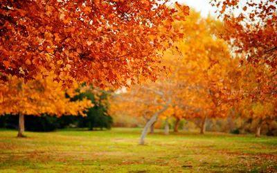 Осенний сад (95 фото) » НА ДАЧЕ ФОТО