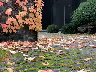 Пазл «Осенний сад» из 300 элементов | Собрать онлайн пазл №196756