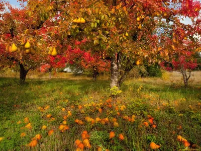 Фото Осенний сад на фотохостинге Fotoload