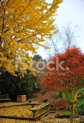 Сад осенью - 44 фото