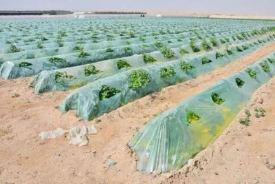 Зеленые овощи от Израиля стоковое изображение. изображение насчитывающей  зеленый - 115962507