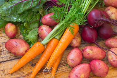 свежевырванные из земли овощи корнеплоды посева моркови латин даукус карота  Subsp. сатив лежит на Стоковое Фото - изображение насчитывающей моркови,  садоводство: 216106178