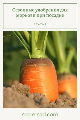 Бесплатное изображение: Ароматические, морковь, Чили, свежий, Петрушка,  специи, помидоры, овощи, овощной, диета