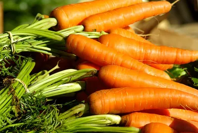 Полезная морковь | Морковь, Корнеплоды, Овощи