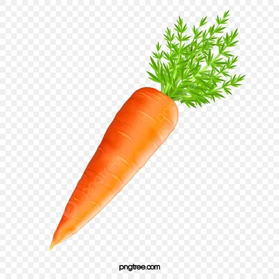 Корни петрушки и овощи морковей свежие, белая предпосылка, цвет оранжевого  желтого цвета зеленый лист, здоровое питание Стоковое Фото - изображение  насчитывающей моркови, вегетарианец: 115956038