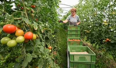 Выращивание Огурцов В Теплице Уникальная Теплица Для Выращивания Овощей  Прозрачный С Естественным Освещением — стоковые фотографии и другие  картинки В помещении - iStock