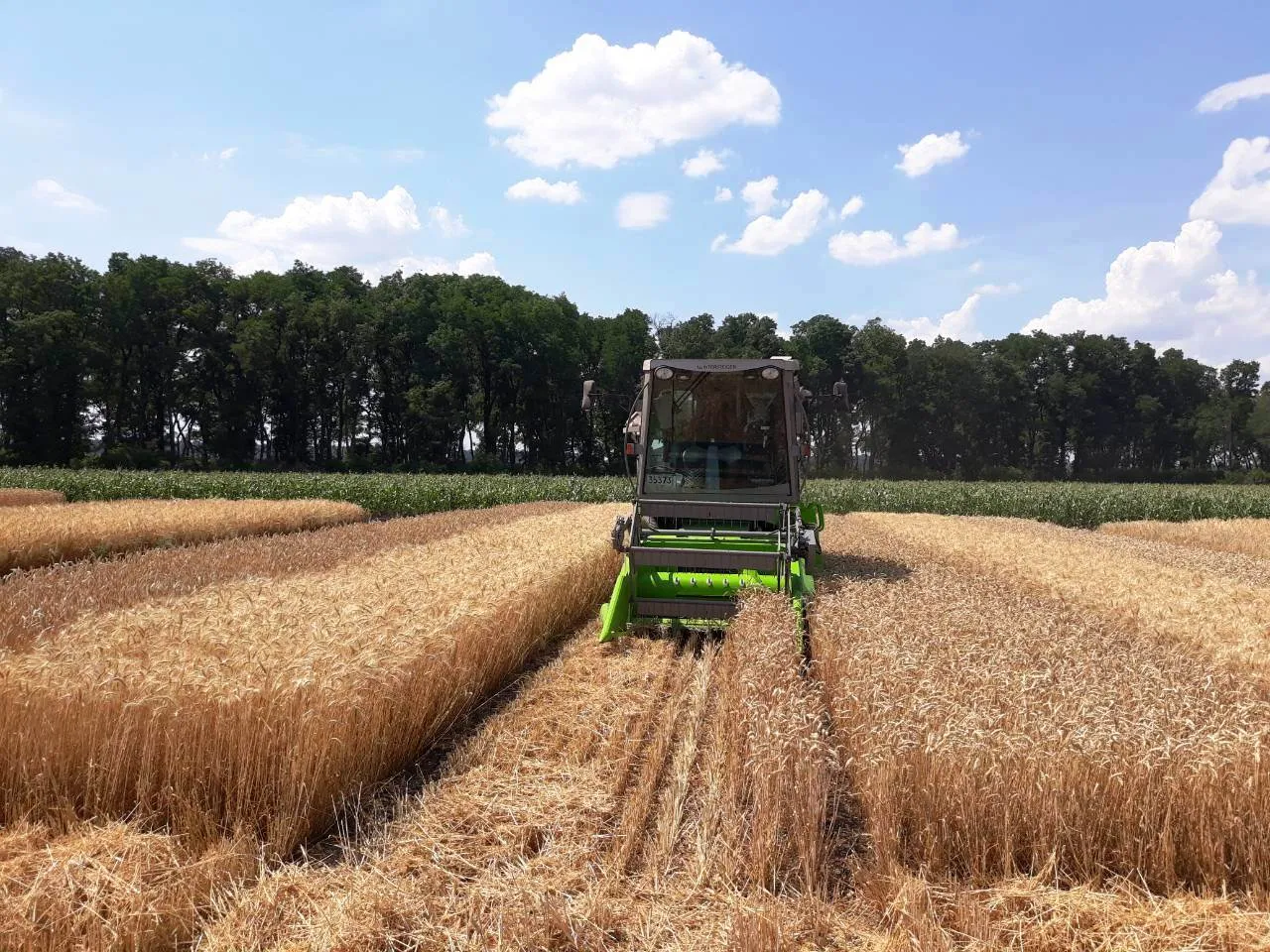 Технология уборки урожая. Технология ноу Тилл в сельском хозяйстве. Обработка пшеницы. Поле озимой пшеницы. Засев озимой пшеницы.
