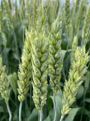 Озимая пшеница фото фото
