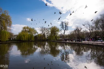 В Городском саду Краснодара опровергли сообщения о массовом море рыбы в  пруду