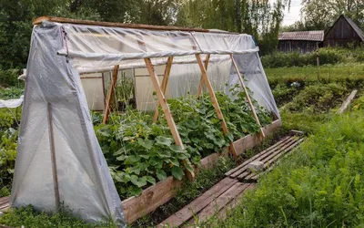 Как сделать высокую грядку для огурцов своими руками