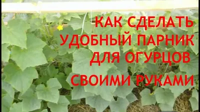 Как сделать теплицу из дерева своими руками, обзор вариантов деревянных  теплиц - Город Теплиц